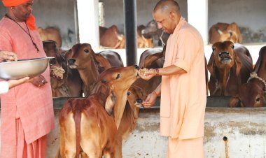 Chief Minister Yogi Adityanath Worships Maa Pateshwari, Feeds Jaggery To Cows, Reviews Temple Arrangements