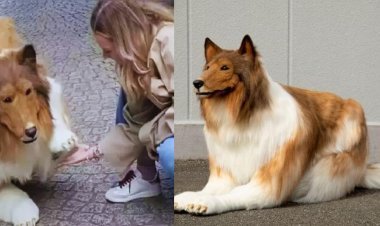 Japanese Man TOCO Spends Rs 12 Lakh To Become Dog, Walks With 'Owner'
