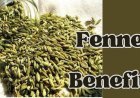 Fennel Benefits: Offer Various Science-Backed Benefits, from Reducing Inflammation & Promoting Overall Health